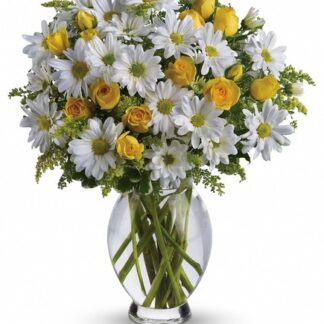 Amazing Daisy