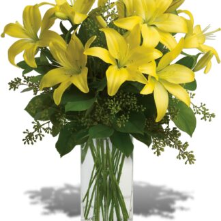Lily Sunshine