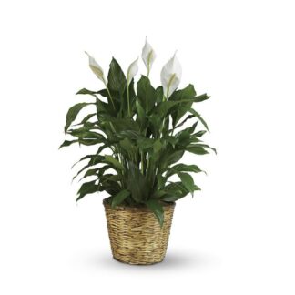 Simply Elegant Spathiphyllum (7 1/2")