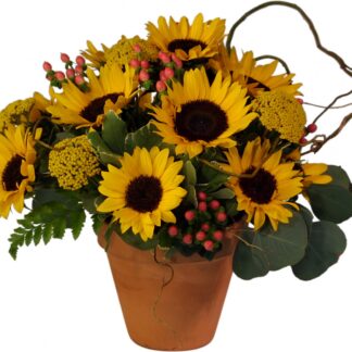 Garden Sunflowers