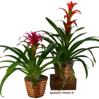 Bromeliad