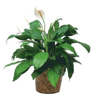 Simply Elegant Spathiphyllum (Medium)
