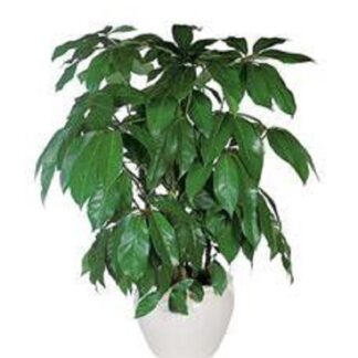 Schefflera Plant