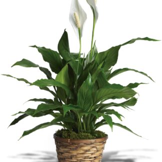 Simply Elegant Spathiphyllum (Large)