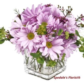 Lavender Daisies