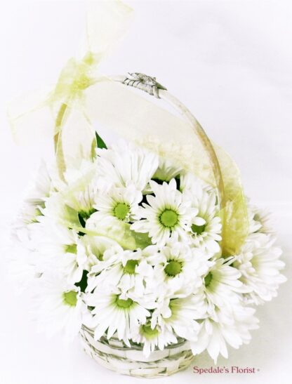 Country Fresh Daisies