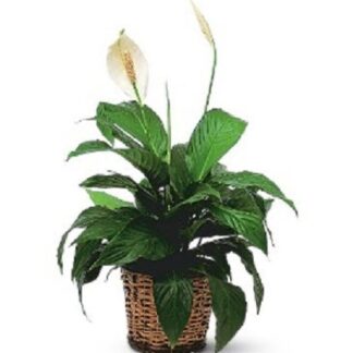 Simply Elegant Spathiphyllum (Small)