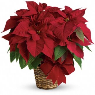 Red Poinsettia SM-MD