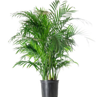 Cat Palm Plant
