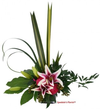 Stella <br><span class="local-delivery-disclaimer" style="text-decoration: none; font-size: 0.5em; color: #FF0000;">• Local Delivery Only</span>