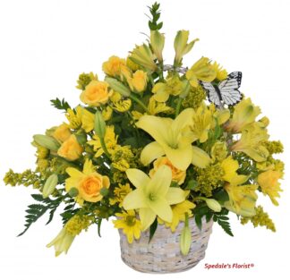 Catalina <br><span class="local-delivery-disclaimer" style="text-decoration: none; font-size: 0.5em; color: #FF0000;">• Local Delivery Only</span>