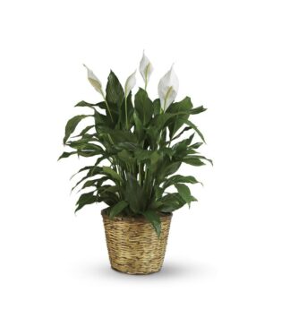 Simply Elegant Spathiphyllum (7 1/2") <br><span class="local-delivery-disclaimer" style="text-decoration: none; font-size: 0.5em; color: #FF0000;">• Local Delivery Only</span>