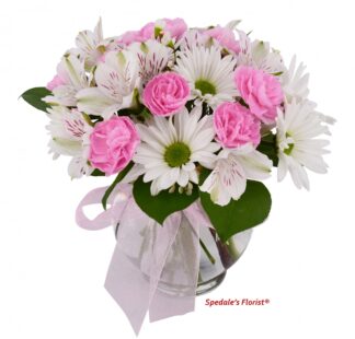 Priscilla <br><span class="local-delivery-disclaimer" style="text-decoration: none; font-size: 0.5em; color: #FF0000;">• Local Delivery Only</span>