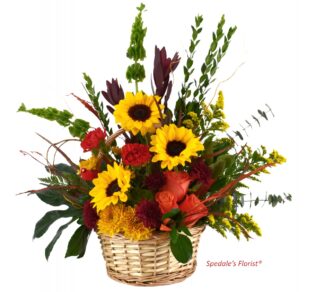 Gaia <br><span class="local-delivery-disclaimer" style="text-decoration: none; font-size: 0.5em; color: #FF0000;">• Local Delivery Only</span>