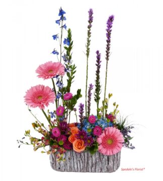 Ginevra <br><span class="local-delivery-disclaimer" style="text-decoration: none; font-size: 0.5em; color: #FF0000;">• Local Delivery Only</span>