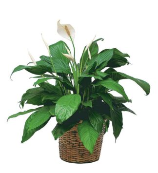 Simply Elegant Spathiphyllum (Medium)
