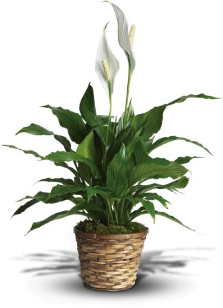 Simply Elegant Spathiphyllum (Large)