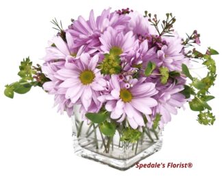 Lavender Daisies <br><span class="local-delivery-disclaimer" style="text-decoration: none; font-size: 0.5em; color: #FF0000;">• Local Delivery Only</span>