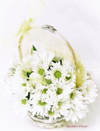 Country Fresh Daisies <br><span class="local-delivery-disclaimer" style="text-decoration: none; font-size: 0.5em; color: #FF0000;">• Local Delivery Only</span>